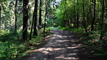 Fototapeta premium Broad dirt forest road surrounded by tall coniferous trees during summer season. Location Javorniky mountains, boundary between Czech Republic and Slovakia, summer season. 