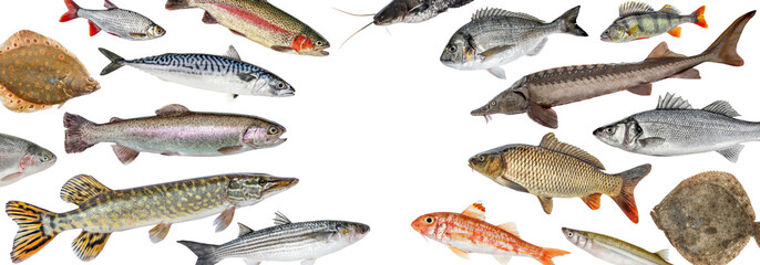 Fish isolated collection. Fish restaurant. Seafood shop advertising