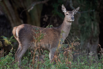 Red Deer Hind (Cervus elaphus) at the edge of a dark forest