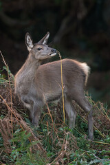 Red Deer Calf (Cervus elaphus) eating at the edge of a dark forest