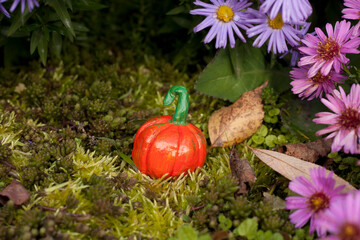 pumpkin in the grass