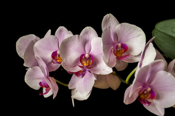 Soft pastel colored Phalaenopsis orchid on black background. Pink blooms, yellow details and a piece of a green leaf.