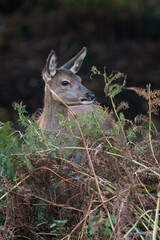 Red Deer Calf (Cervus elaphus) eating at the edge of a dark forest