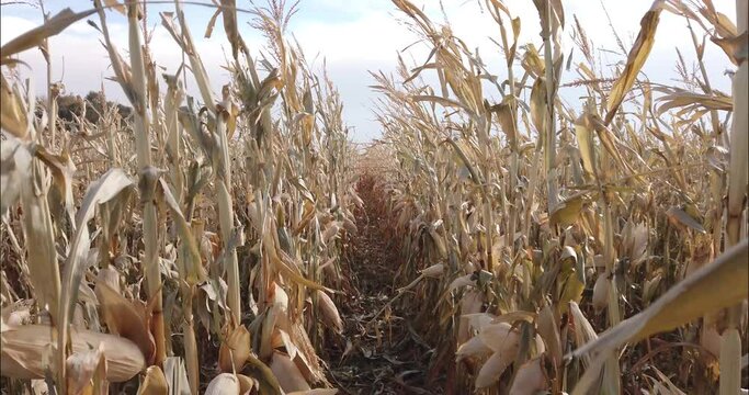 Walking out of rows of dried out cornstalks in a corn maze.
