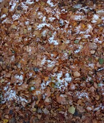 The first snow lies on the fallen autumn leaves. Snowfall.