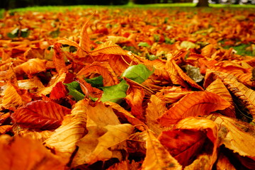 Herbstlaub