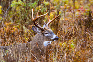 Stunning male deer in the Canadian forest in Quebec in the fall