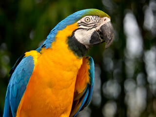 Profile portrait of  gelbbrustara macaw or blue-and-gold macaw (Ara ararauna)