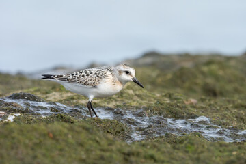 Sanderling (Calidris alba), juvenile searching food among algae and seaweed. Baltic Sea, Poland.