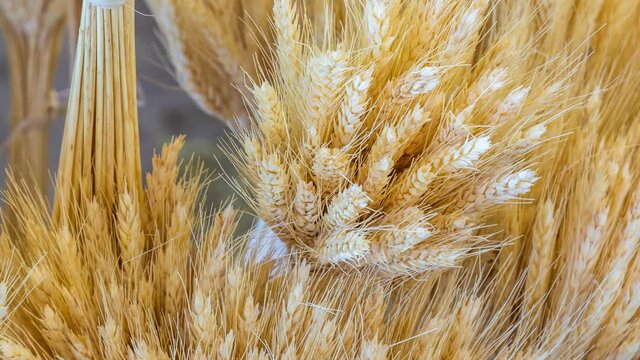 Close up e zoom out de ramas de trigo