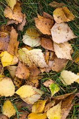 autumn leaves on the ground