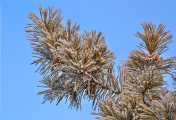 Naklejka premium Snow and hoarfrost on pine tree branch with cones close up