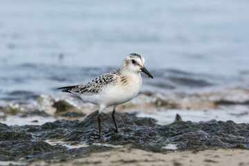 Sanderling (Calidris alba), juvenile searching food among algae and seaweed. Baltic Sea, Poland.