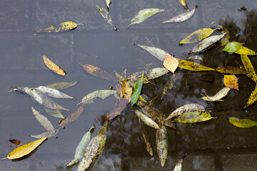 autumn leaves in a puddle