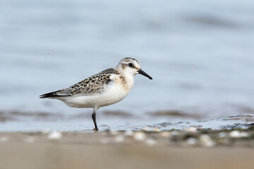 Sanderling (Calidris alba), juvenile searching food among algae and seaweed. Baltic Sea, Poland.