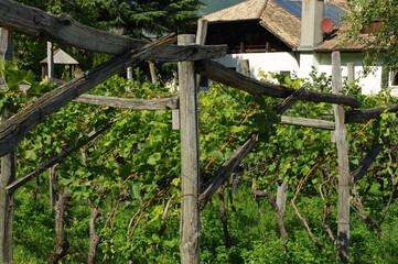 Vignoble italien du Sud-Tyrol