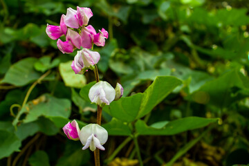 Fototapeta premium Pink white and red bean flower and the pure vegetable food