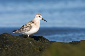 Sanderling (Calidris alba), juvenile standing on hardened algae against the backdrop of blue sea water. Baltic Sea, Poland.