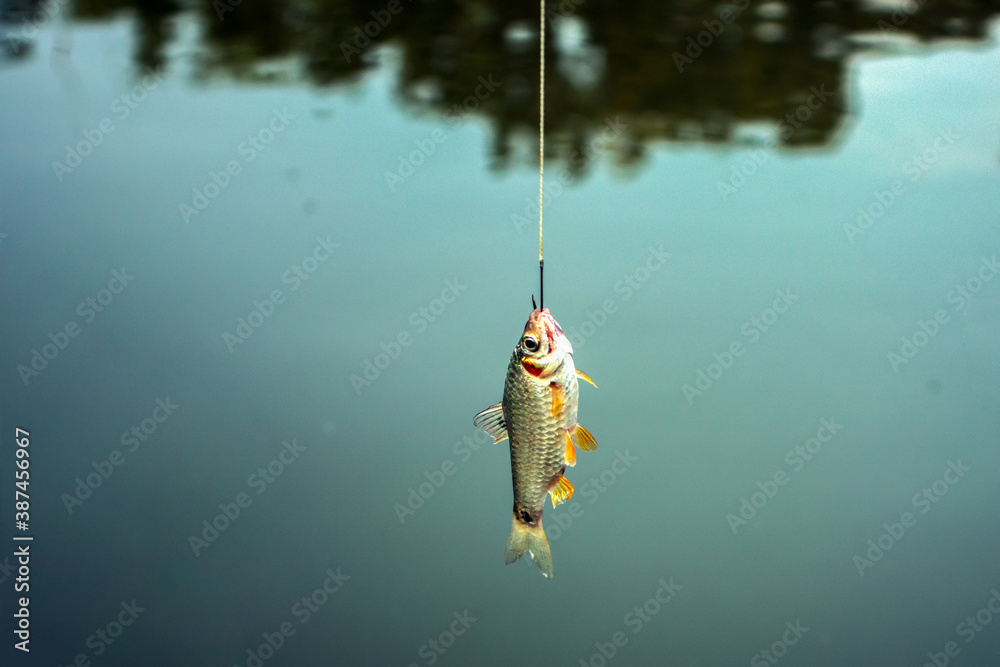 Wall mural puntius or putti small freshwater fish caught in the hook