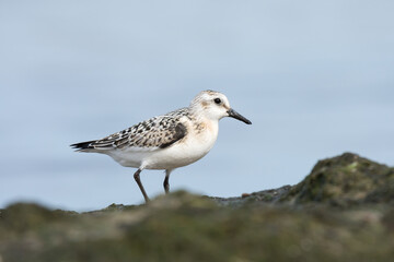 Sanderling (Calidris alba), juvenile standing on hardened algae against the backdrop of blue sky. Baltic Sea, Poland.