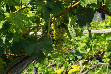 Vignoble italien du Sud-Tyrol