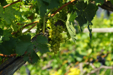 Vignoble italien du Sud-Tyrol