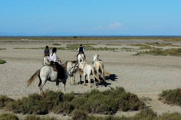 Camargue visitarla a cavallo, Provenza, Francia 