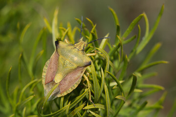 Black-shouldered shield bug (Carpocoris purpureipennis). Poland