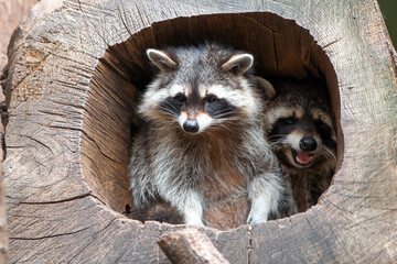 North American raccoon (in german Waschbär) Procyon lotor