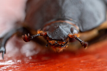 Mexican big beetle, macro photography