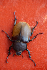 Mexican big beetle, macro photography