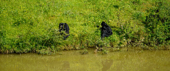 Singes siamangs