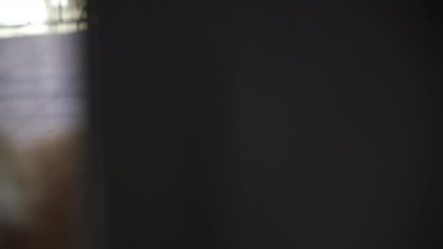 Chihuahua outside the window waving its tail. High quality 4k footage.