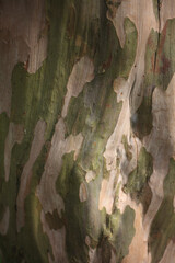 サルスベリの樹皮