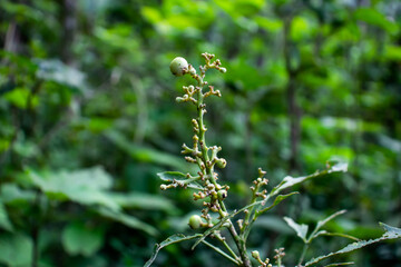 Tiny grass nice colorful fruit on green background