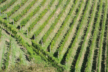 Vignoble italien du Sud-Tyrol