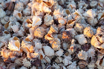 Natural abstract colorful seashell background