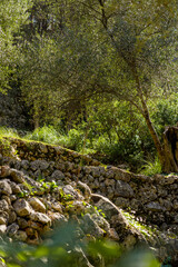 Mountain path that climbs winding stone walls amid wild undergrowth with olive trees in green and Mediterranean landscape