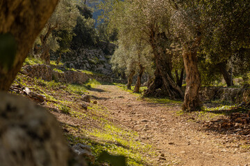 Winding mountain road in a forest of olive trees and wild undergrowth with piled old stone walls