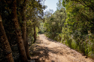 Mountain path in lush forest of trees and brush in Mediterranean landscape