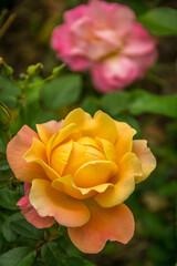 yellow rose