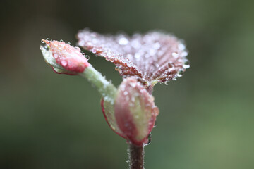 ミズキの雨上がり