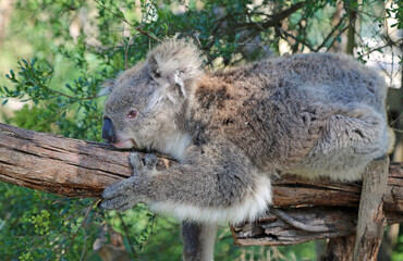 Koala lying on the branch- Phillip Island, Victoria, Australia
