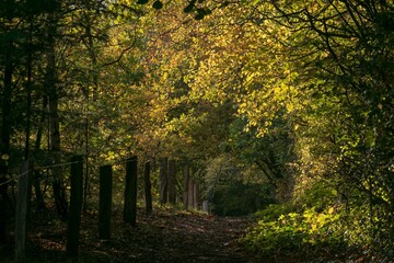 idyllischer Waldweg mit Herbstlaub