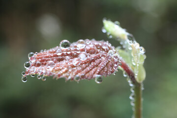 ミズキの雨上がり
