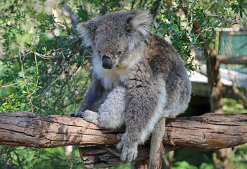 Koala sitting on the branch  - Phillip Island, Victoria, Australia