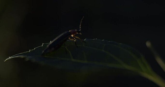 Female firefly (Photinus pyralis) perched on forsythia leaf, responds to offscreen male flashes with her own flash.