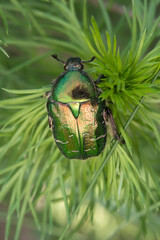 Rose chafer (Cetonia aurata) perched on a plant
