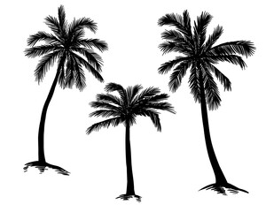 Palm tree silhouette. Vector black palms on a white background.