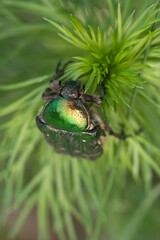 Rose chafer (Cetonia aurata) perched on a plant